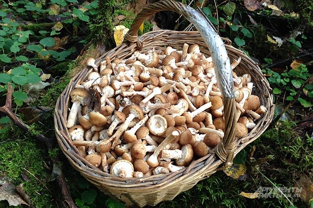 Эти грибы имеют свойство «периодического плодоношения».