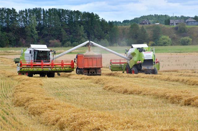 Сбор зерновых и зернобобовых культур ожидается на уровне 2021 года.