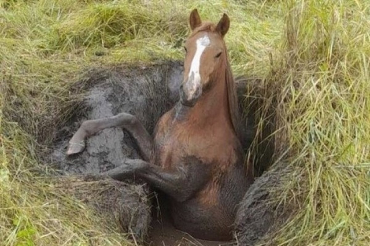 На девушку упала лошадь 19. Лошадь упала упала лошадь. Лошадь застряла в болоте.