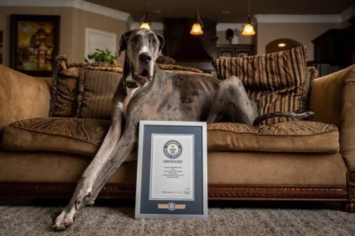 В возрасте трех лет скончалась самая высокая в мире собака