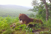 Леопарда постепенно научили охотиться на крупную добычу. 