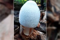 В Бузулукском бору повстречали редкий мохнатый гриб.