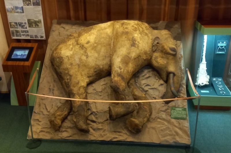 Самый уникальный экспонат музея – мамонтёнок Женя. Он пролежал в вечной мерзлоте примерно 40–45 тыс. лет в целости и сохранности.  