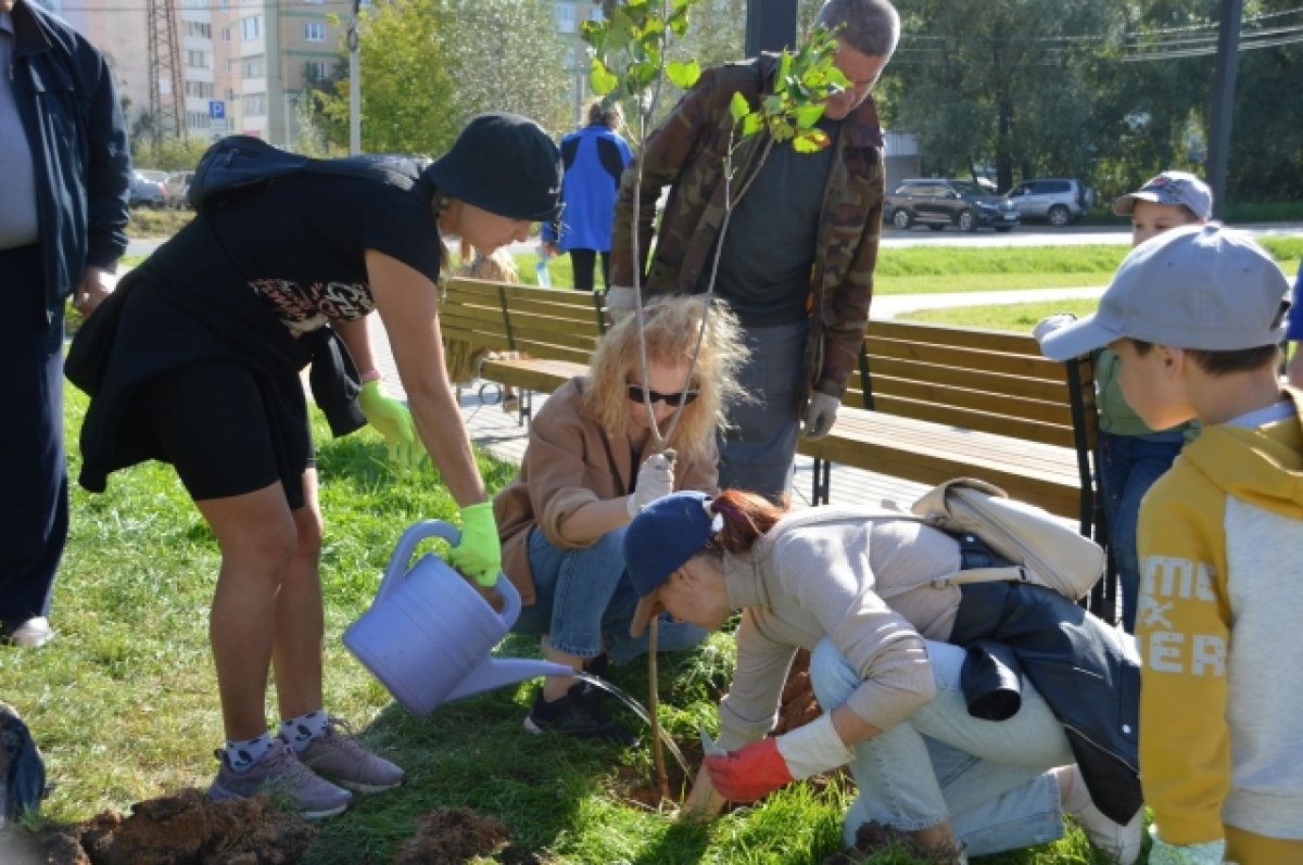 В новом сквере на улице Хромова в Твери высадили саженцы яблонь и сирени |  АиФ Тверь