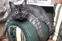 Жестокость по отношению к животным может быть тревожным звоночком для родителей.