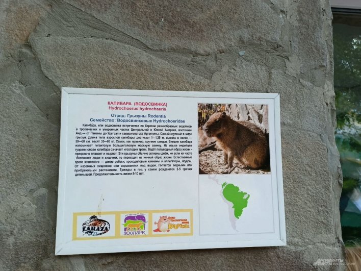 В 2010 году в Ростовский зоопарк была передана пара капибар, с которых началось их стабильное размножение. 