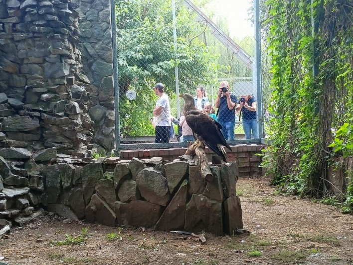 Белохвостые орланы тоже привлекают массу внимания посетителей.