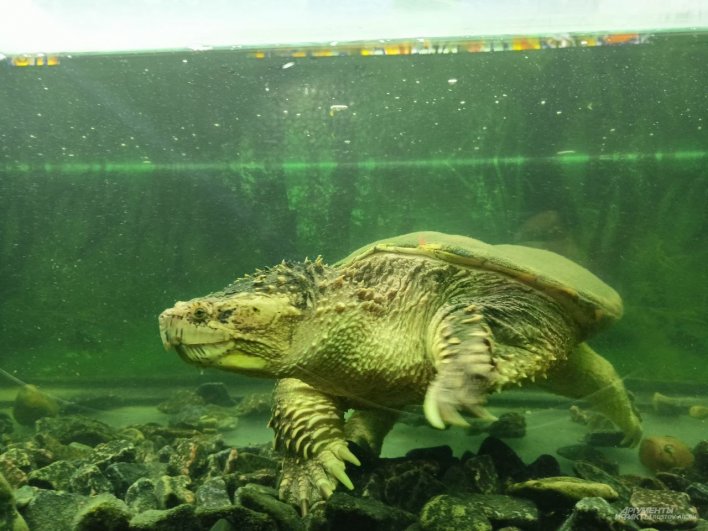 А водяные черепахи, наоборот, против распространенного убеждения, существа довольно шустрые.
