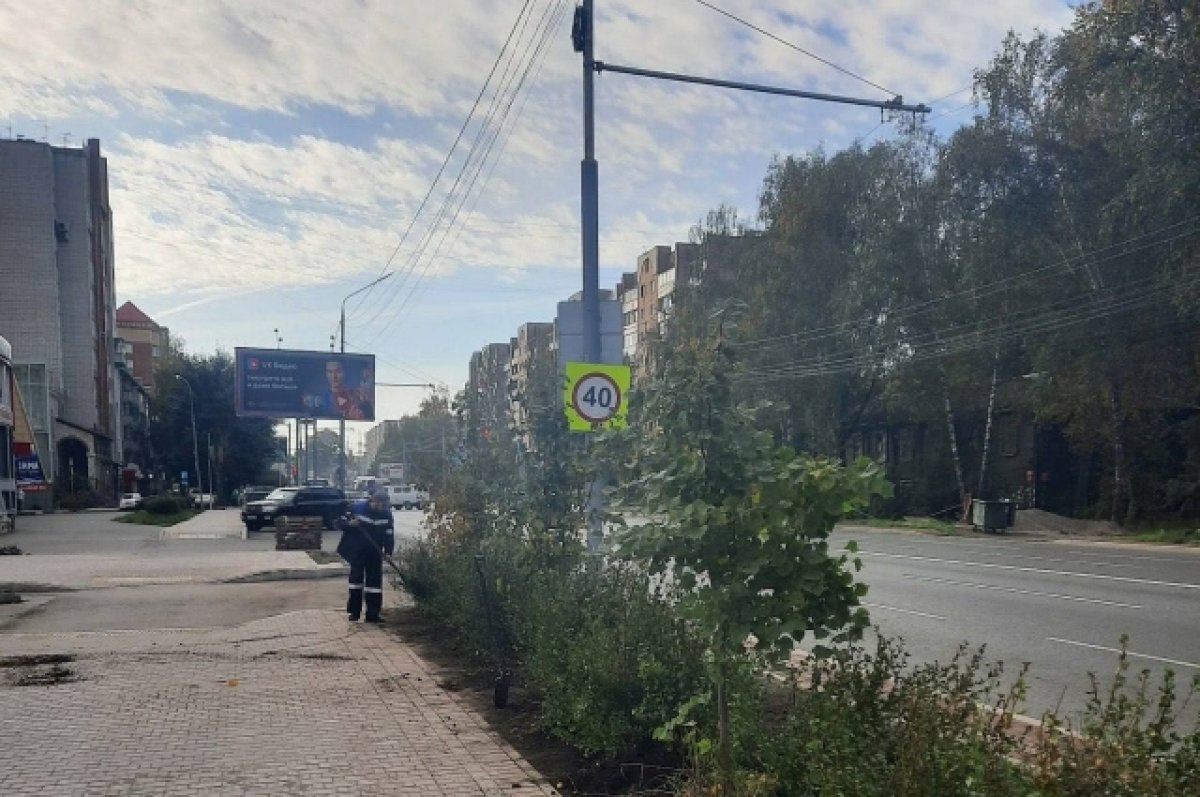 Живую изгородь высадили на улице Косарева в Томске | АиФ Томск