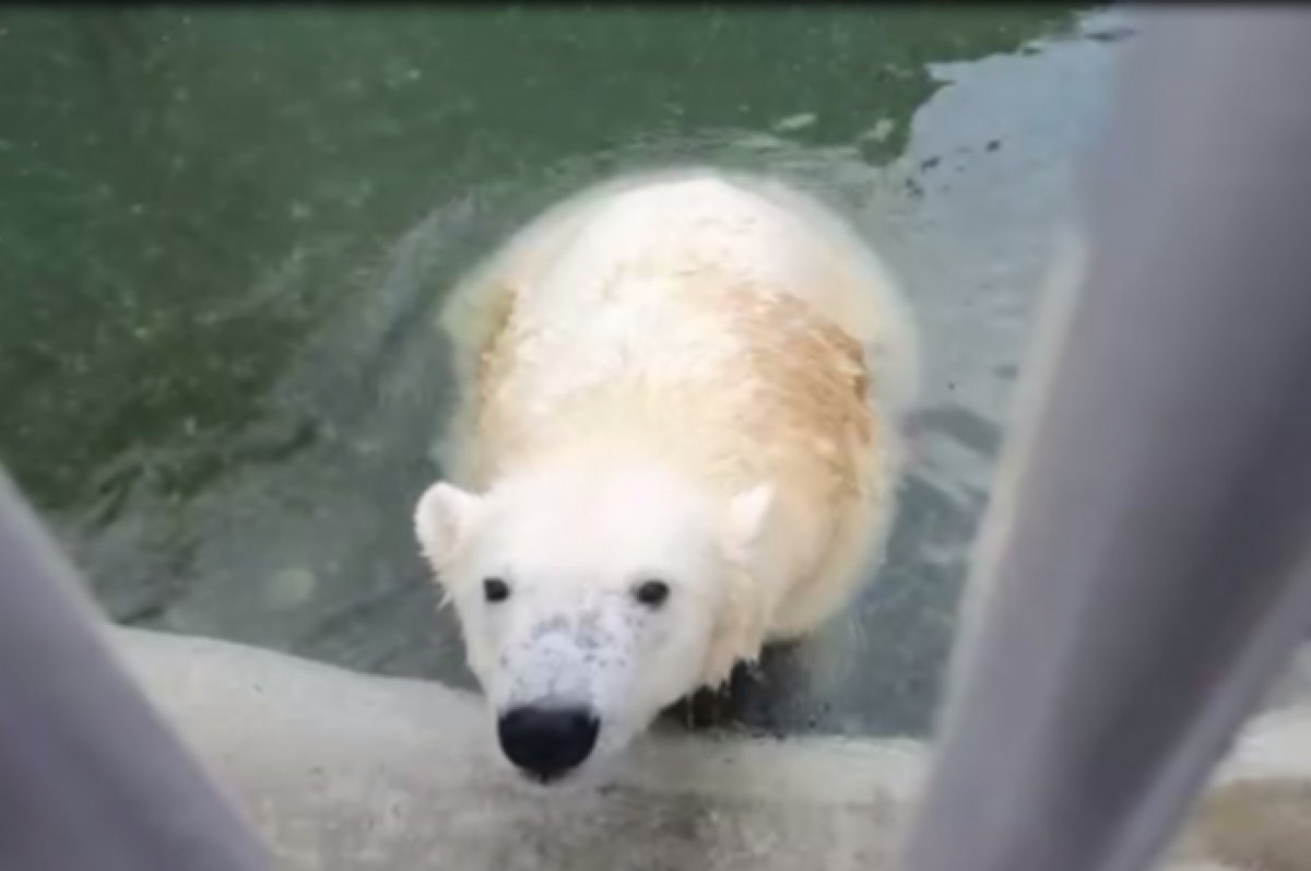 Скорбим. В Московском зоопарке умер спасенный от браконьеров медведь Диксон