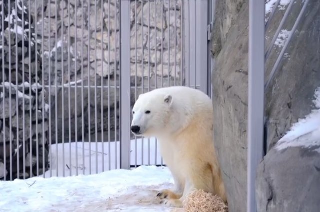 Белый медведь Диксон прожил в Московском зоопарке целый год.