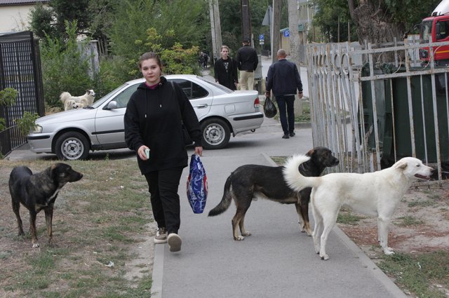 Бродячие собаки давно стали неотъемлемой частью волгоградских пейзажей. Встретить их можно всюду.