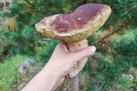 Жительница Бузулука отравилась грибами собственной засолки.