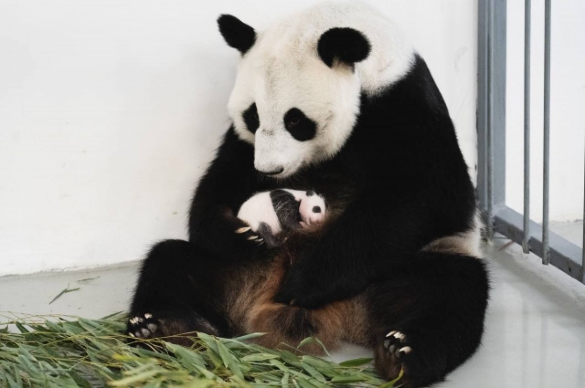 Собянин: детенышу панды из Московского зоопарка исполнился месяц