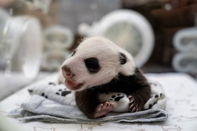 Осмотр детеныша панды в Московском зоопарке