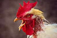 Татарстанская птицефабрика пострадала от птичьего гриппа. 