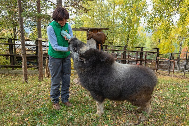 Алану еще кормят молоком из бутылки.