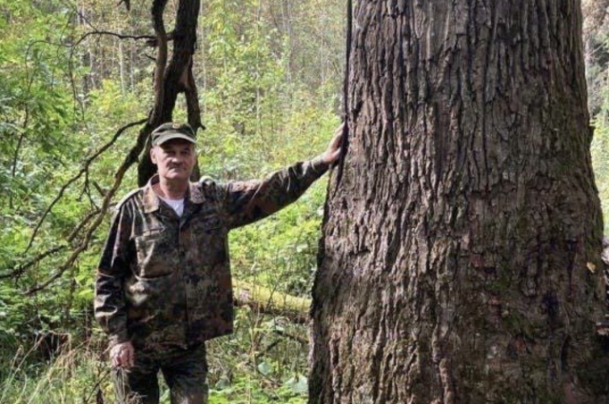 Лесной старейшина. В Подмосковье нашли 300-летний дуб