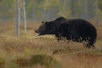 В Татарстане легковушка сбила медведя. 