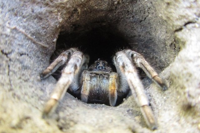 В Таиланде обнаружили новый вид тарантулов0