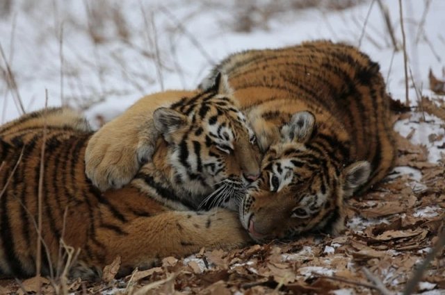 Количество тигров в приморской тайге значительно увеличилось.