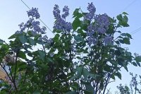 Цветущая сирень на ул. Суворова в Ростове.