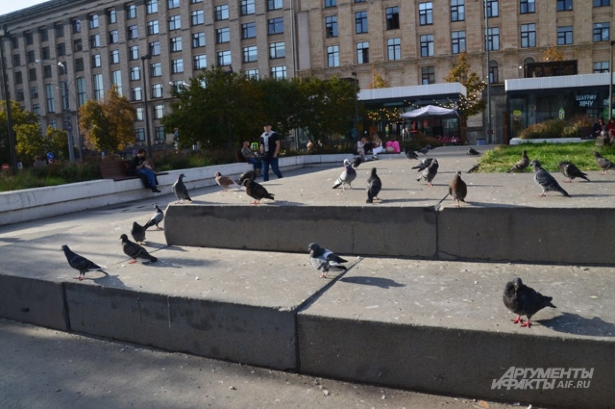 Птицы, которых мы убиваем едой. Орнитолог удивил правдой о голубях в Москве