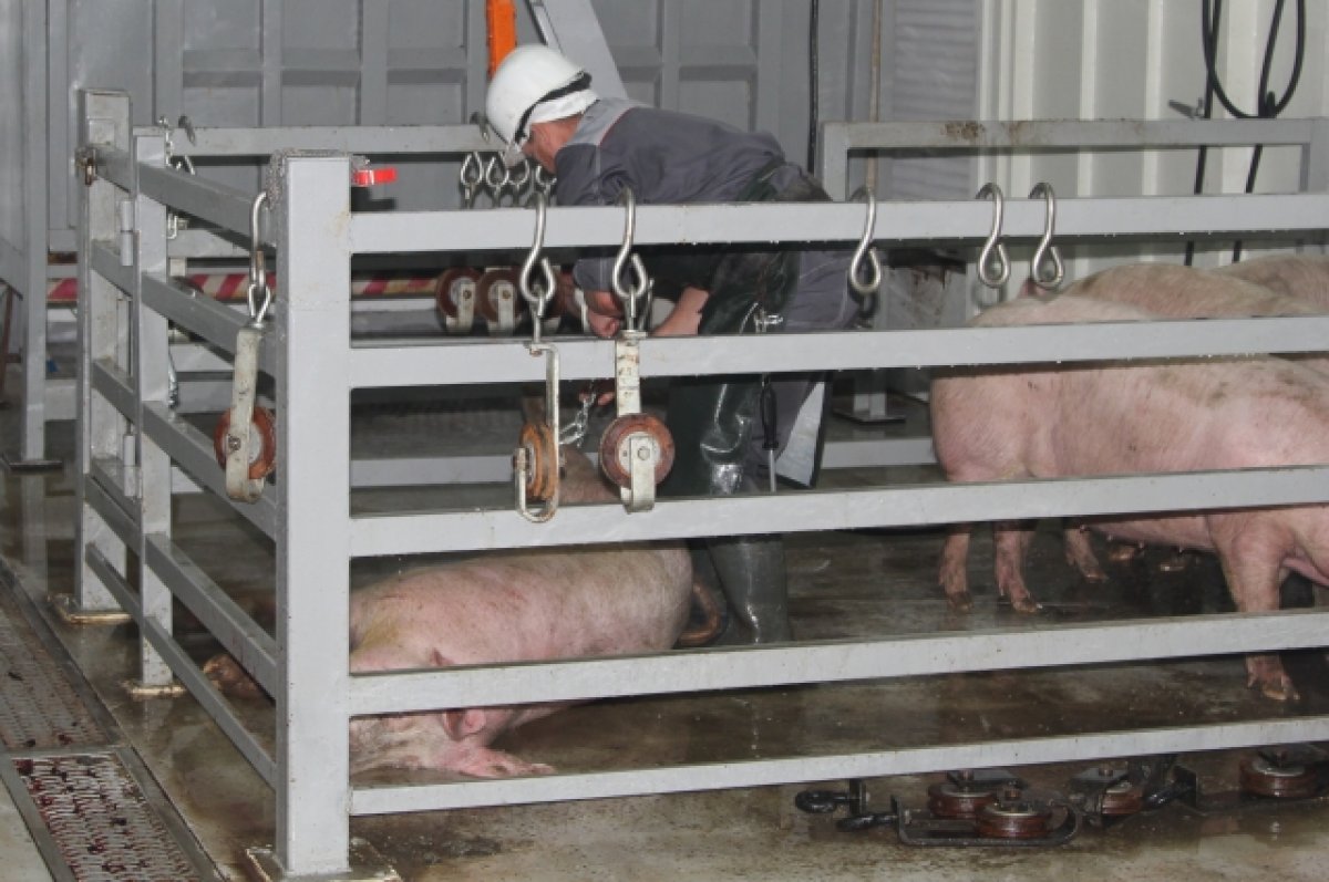 В поселке Ростовской области объявили карантин африканской чумы свиней