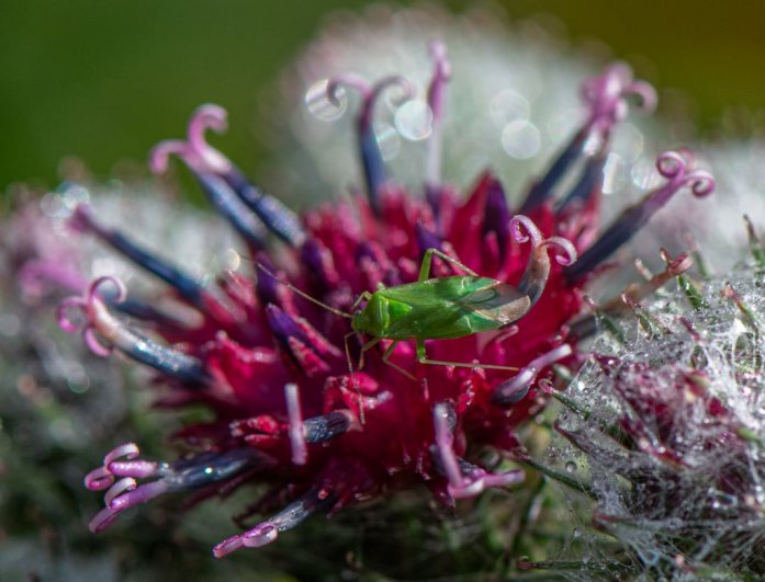 Клоп Lygocoris pabulinus в соцветии лопуха войлочного 