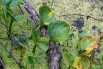 Белокрыльник болотный (Calla palustris) – Красная книга Алтайского края