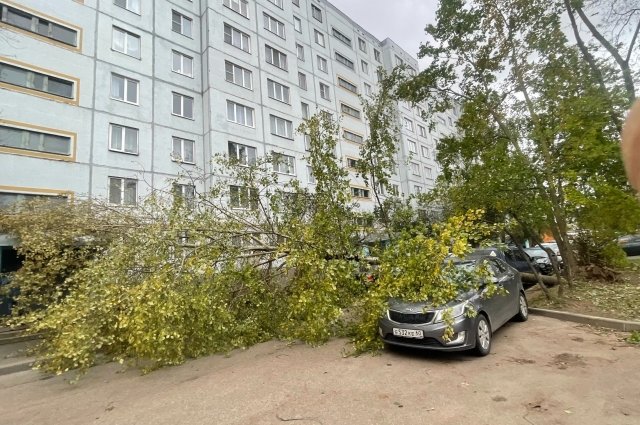 Если пострадавшие от падения деревьев автомобили были запаркованы на зелёной зоне, получить компенсацию не получится