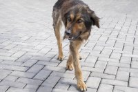 Жительница Татарстана борется с последствиями нападения собаки. 