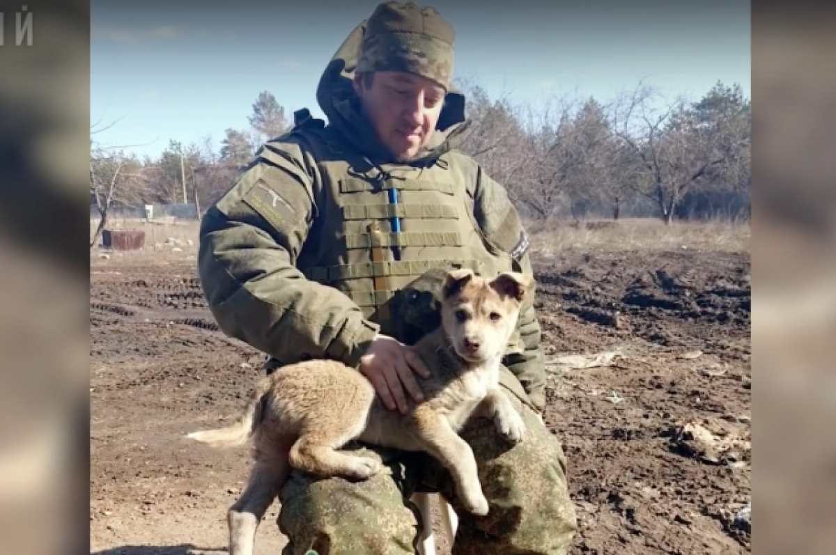 Участники СВО из Ярославля опубликовали фото мохнатого «сына полка» | Люди  и события | ОБЩЕСТВО | АиФ Ярославль