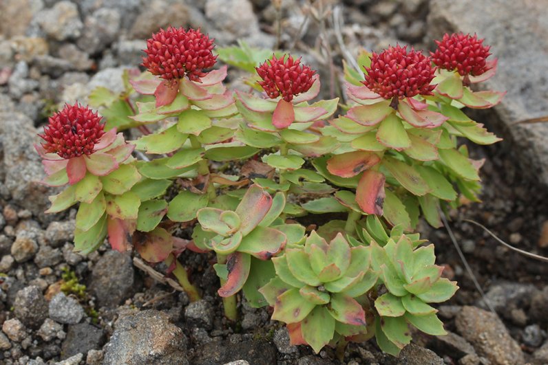 Родиола арктическая (rhodiola arctica)