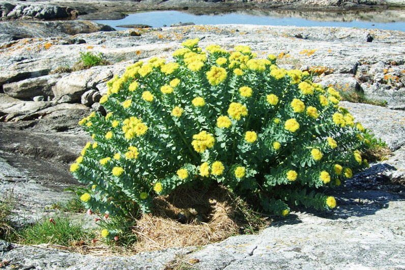 Родиола розовая (rhodiola rosea)