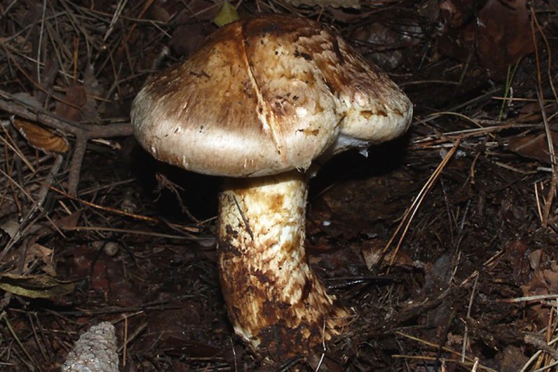 Рядовка мацутакэ (tricholoma matsutake)