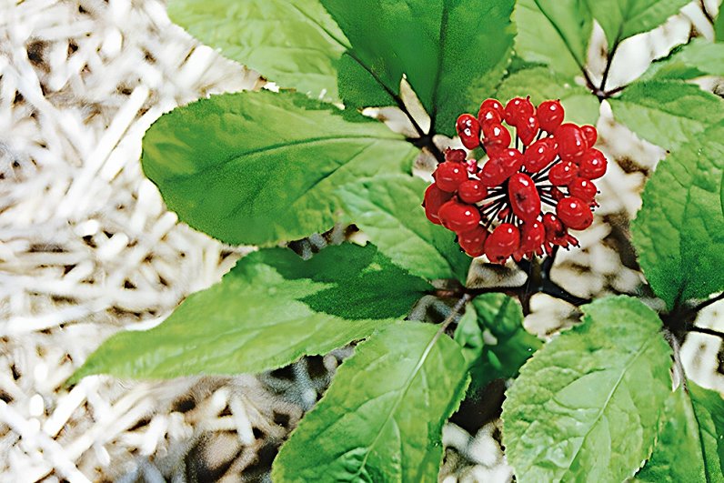 Женьшень настоящий (panax ginseng)