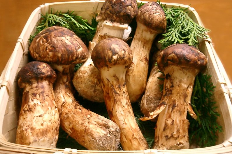 Рядовка мацутакэ (tricholoma matsutake)