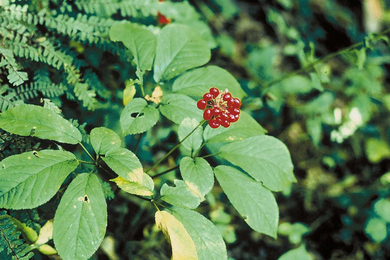 Женьшень настоящий (panax ginseng)