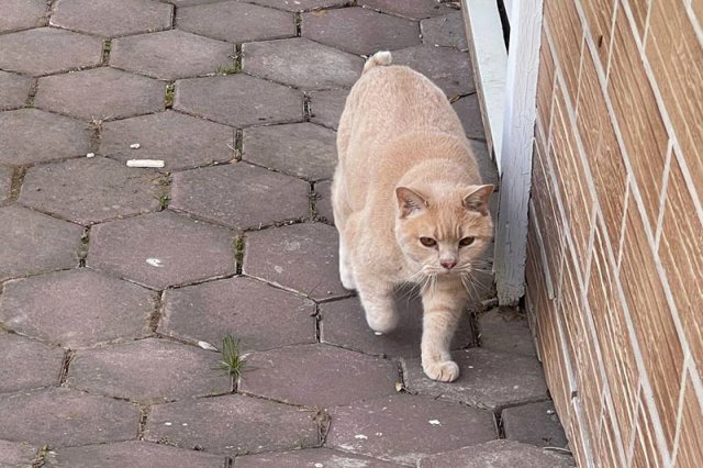 Жирный кот, толстый пес. Почти половина животных в Москве — с ожирением0