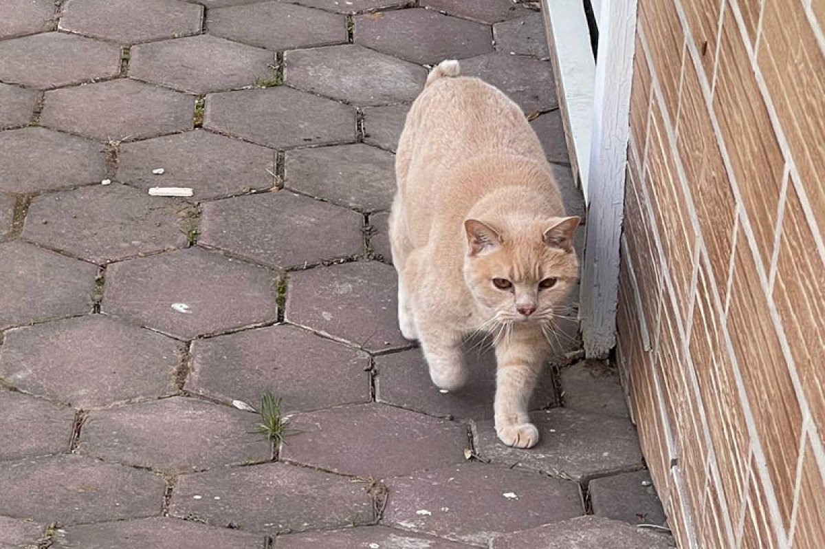 Жирный кот, толстый пес. Почти половина животных в Москве — с ожирением