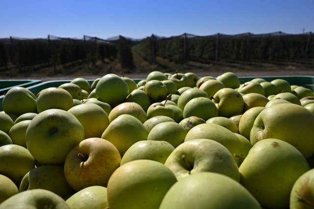 Импорт яблок в Россию год от года сокращается. В том числе благодаря садоводам Дона.