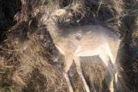 11 косуль на миллион рублей отстрелили браконьеры в Оренбуржье.