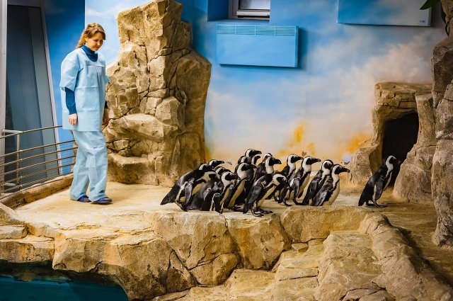 Теперь суровая сибирская зима пингвинам не страшна.