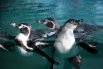 Пингвины, выдры и нерпы в зоопарке в Крыму1