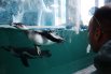 Пингвины, выдры и нерпы в зоопарке в Крыму3