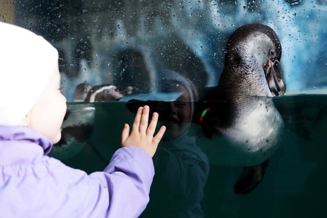 Пингвины, выдры и нерпы в зоопарке в Крыму
