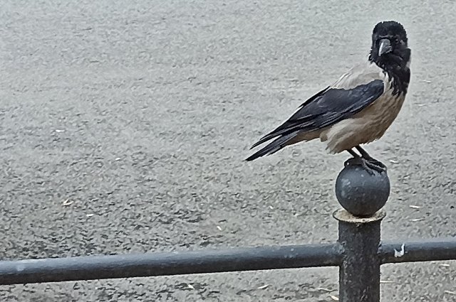 В тёплые края вороны улетят в ноябре.