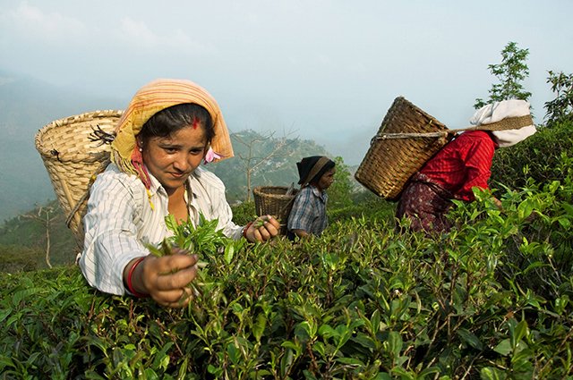 Чайная плантация в Индии.