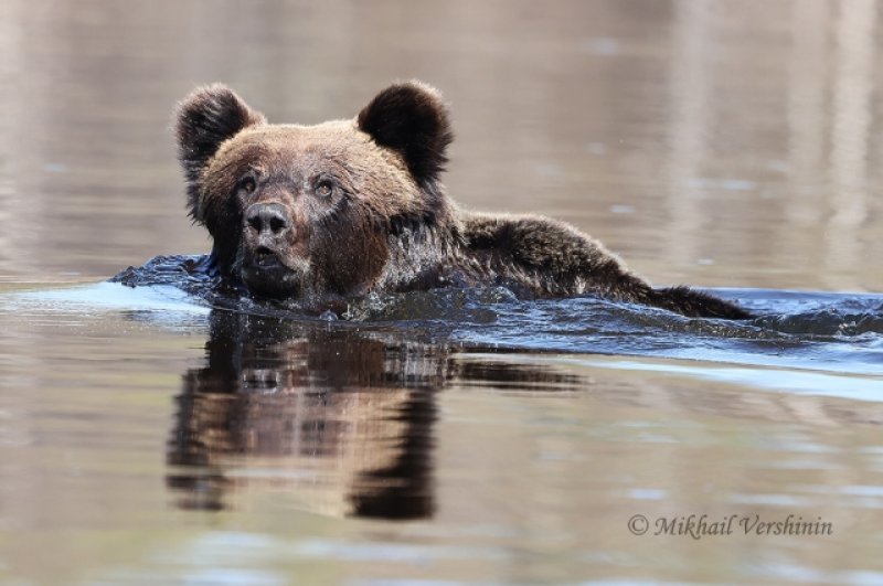 Водные процедуры бурого медведя.